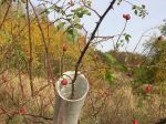 Veronika Obrazová - Váza STROM, Vase TREE, 2007 