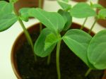 Milan Pekař: Příběh přepravy. Margareta Estrabanos Plants Company. 
