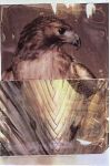 Robert Rauschenberg: Příroda