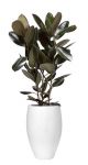 Ficus elastica