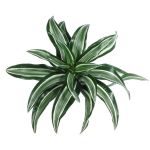 Pro pěstování v tzv. zelených stěnách se hodí například Dracaena draco