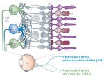 Neuronální dráhy obrazového vidění a neobrazového vidění (NIF)