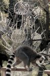 Vitra_ZOO_IMG_3378