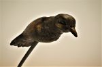 Kinetická fontána Aves