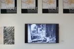 Památník Lidice - Lípy a sakury; foto: Jan Kolsky